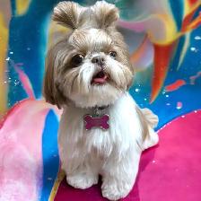Mobile Dog Grooming In Your Home - Photo 5