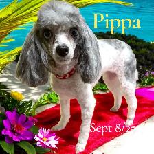 Mobile Dog Grooming In Your Home - Photo 6