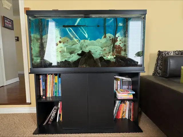 Fully equipped 90 gallon aquarium for sale $200