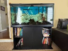Fully equipped 90 gallon aquarium for sale $200