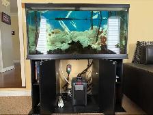 Fully equipped 90 gallon aquarium for sale $200 - Photo 2