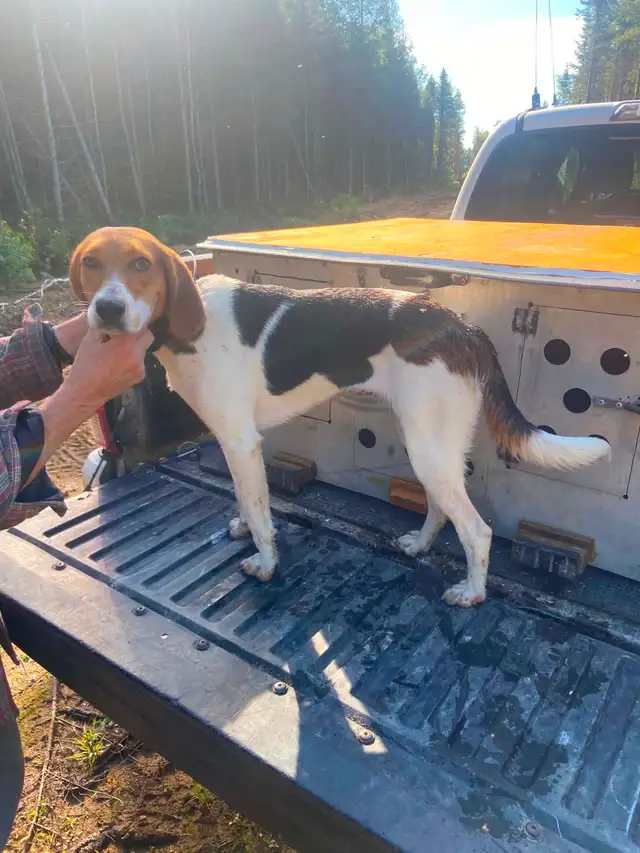 Femelle Fox Hound
