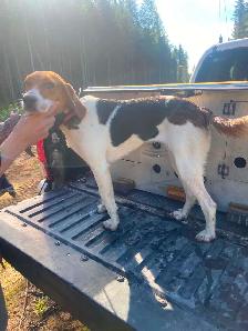 Femelle Fox Hound - Photo 2