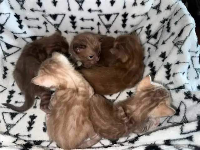 Solid Bengal kittens