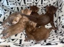 Solid Bengal kittens - Photo 2