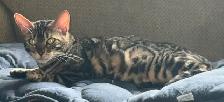 Solid Bengal kittens - Photo 4