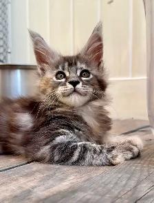 Stunning Maine Coon Kittens: Ready Now   October