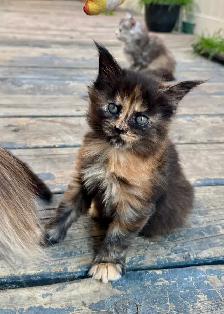 Stunning Maine Coon Kittens: Ready Now   October - Photo 5