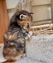 Stunning Maine Coon Kittens: Ready Now   October - Photo 9