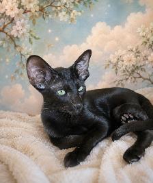 Chaton Femelle oriental Ébène