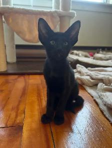 Chaton Femelle oriental Ébène - Photo 2