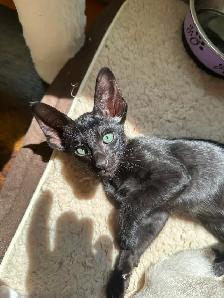 Chaton Femelle oriental Ébène - Photo 4