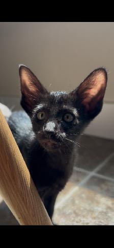 Chaton Femelle oriental Ébène - Photo 5