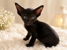 Chaton Femelle oriental Ébène - Photo 6
