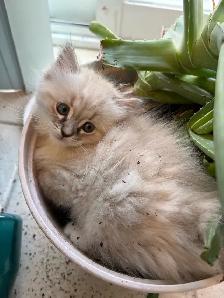 Sweet Ragdoll Kitten - Girl - Photo 2