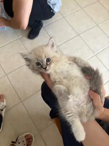 Sweet Ragdoll Kitten - Girl - Photo 3