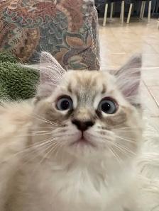 Sweet Ragdoll Kitten - Girl - Photo 4