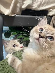 Sweet Ragdoll Kitten - Girl - Photo 5