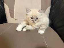 Sweet Ragdoll Kitten - Girl - Photo 6