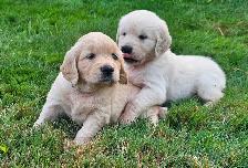 Puppies Golden Retrievers White or Tan