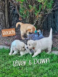Puppies Golden Retrievers White or Tan - Photo 2