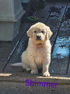 Puppies Golden Retrievers White or Tan - Photo 3