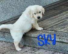 Puppies Golden Retrievers White or Tan - Photo 4