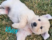 Puppies Golden Retrievers White or Tan - Photo 5