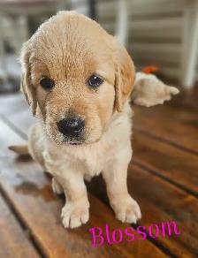 Puppies Golden Retrievers White or Tan - Photo 6