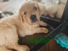 Puppies Golden Retrievers White or Tan - Photo 7