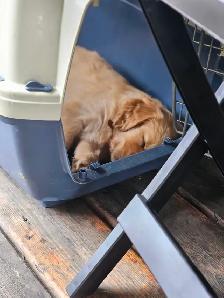 Puppies Golden Retrievers White or Tan - Photo 8