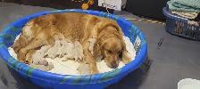 Puppies Golden Retrievers White or Tan - Photo 9