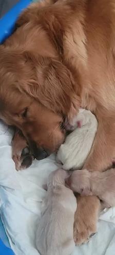 Puppies Golden Retrievers White or Tan - Photo 10