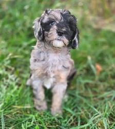 Multi- Generational Mini Aussiedoodles!