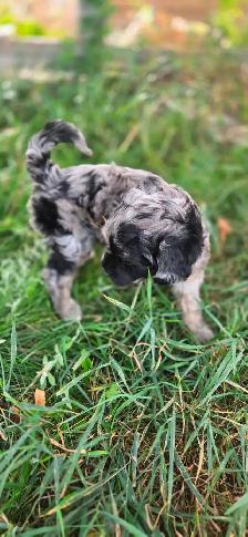 Multi- Generational Mini Aussiedoodles! - Photo 3