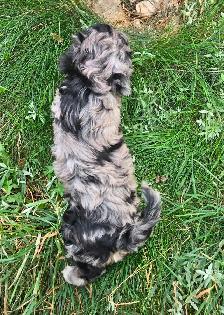Multi- Generational Mini Aussiedoodles! - Photo 4