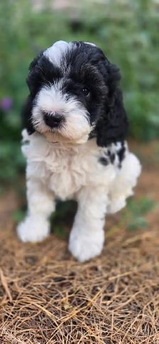 Multi- Generational Mini Aussiedoodles! - Photo 5