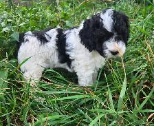 Multi- Generational Mini Aussiedoodles! - Photo 6
