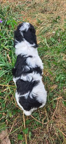 Multi- Generational Mini Aussiedoodles! - Photo 7