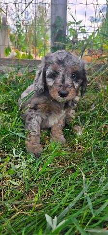 Multi- Generational Mini Aussiedoodles! - Photo 9