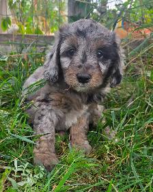 Multi- Generational Mini Aussiedoodles! - Photo 10