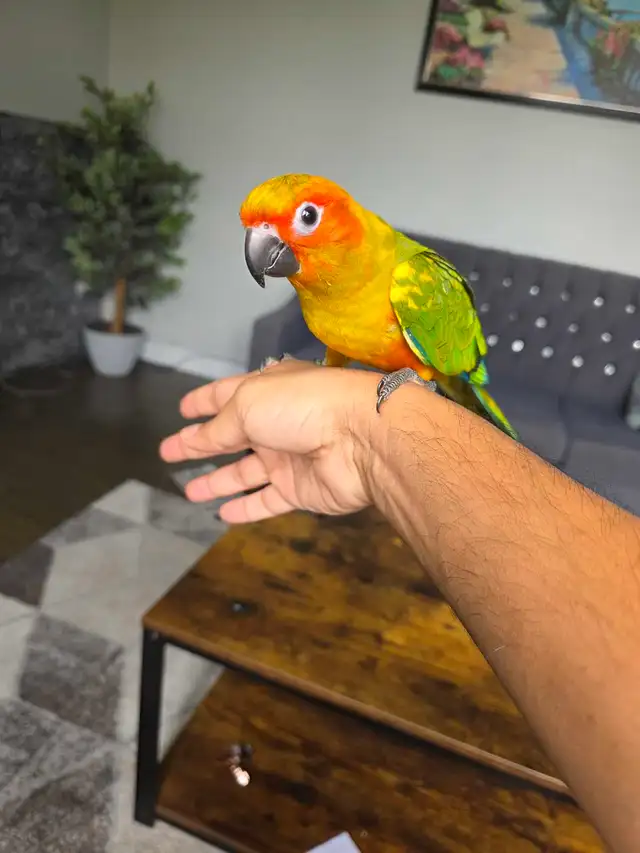 Sun Conure baby Tame