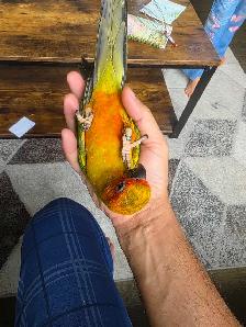 Sun Conure baby Tame - Photo 2