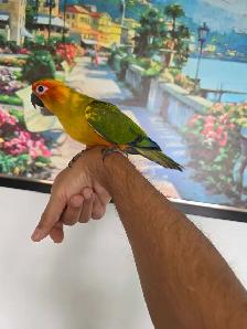 Sun Conure baby Tame - Photo 4