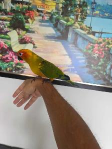 Sun Conure baby Tame - Photo 5