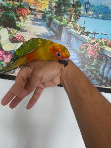 Sun Conure baby Tame - Photo 6