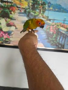 Sun Conure baby Tame - Photo 7