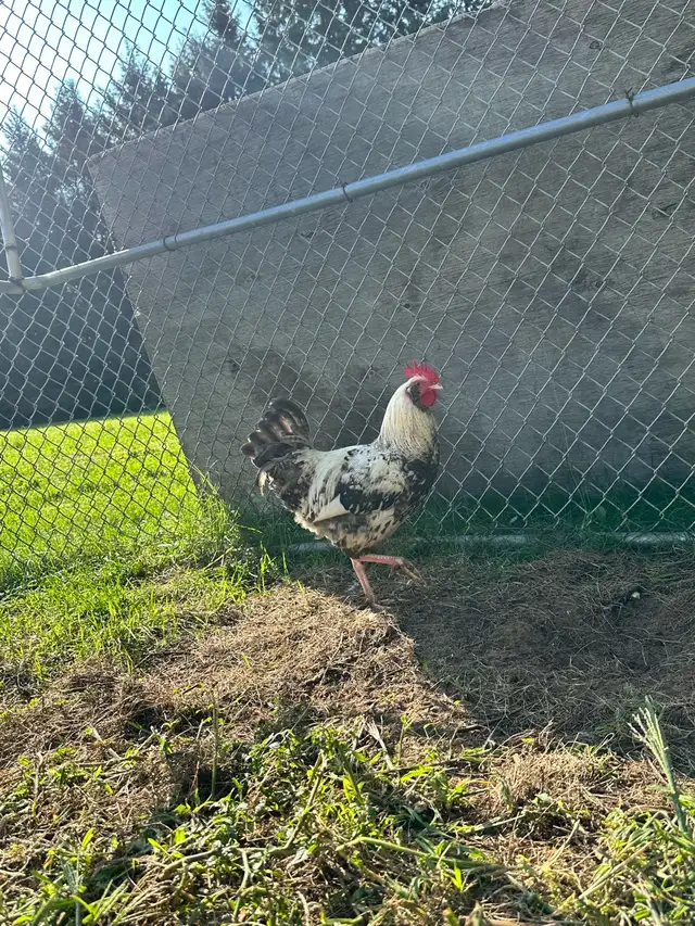 Rooster for sale