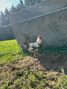 Rooster for sale