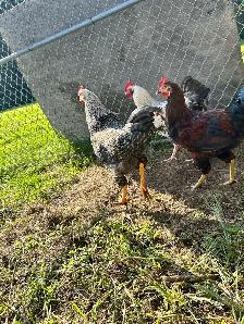 Rooster for sale - Photo 2